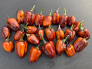 Aces & 8’s Gold Variegated (Pepper Seeds)