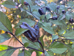 PurpleGum Black Cream (Pepper Seeds)