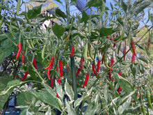 Load image into Gallery viewer, Intergalactic Red (T-E) (Pepper Seeds)