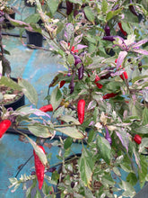 Load image into Gallery viewer, Pickles Blood (Grifter) (Pepper Seeds)