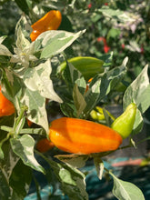 Load image into Gallery viewer, Orange Fish (Pepper Seeds)