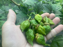 Load image into Gallery viewer, MonsterGum Leopard (Green)(Pepper Seeds)