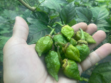 Load image into Gallery viewer, Monstergum Leopard (T-E Mix) (Pepper Seeds)