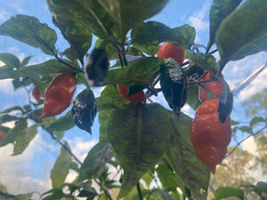 Sharknado Outbreak (T-E)(Pepper Seeds)