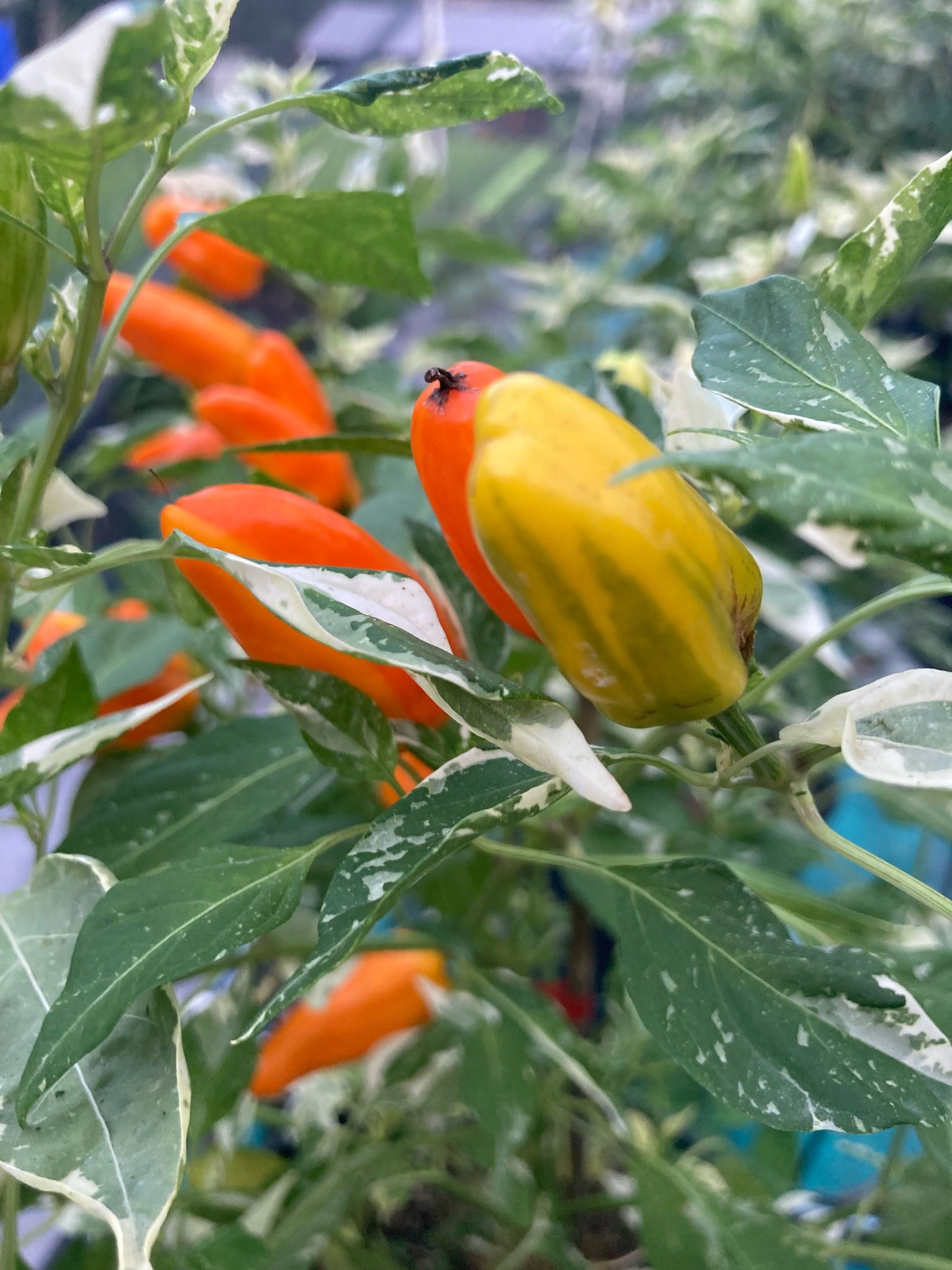 fish fertilizer pepper plants Orange Fish (Pepper Seeds) – Towns-End Chili & Spice