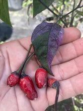 Load image into Gallery viewer, Red Trixster XD (Pepper Seeds)