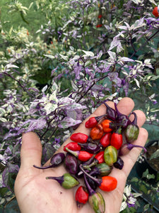 Adele (Pepper Seeds)