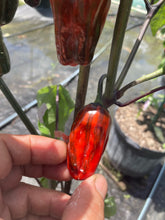 Load image into Gallery viewer, Bryan’s Klingon Blood (Pepper Seeds)