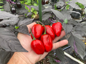 Bryan’s Emperor Blood (Pepper Seeds)