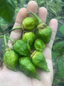 MonsterGum Leopard (Green)(Pepper Seeds)