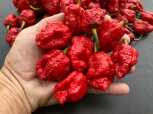 Load image into Gallery viewer, MedullaGum (Pepper Seeds)