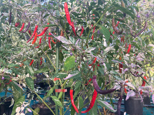 Daywalker (T-E) (Pepper Seeds)