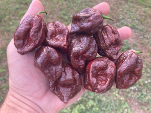 7 Pot Douglah Chocolate (Pepper Seeds)