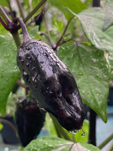 Bryan’s Klingon Blood (Pepper Seeds)