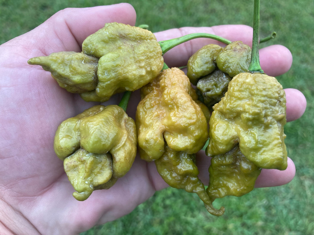 OMG Ghost Scorpion T-E (Limited)(Pepper Seeds)