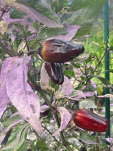 Load image into Gallery viewer, Bryan’s Klingon Blood (Pepper Seeds)