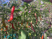 Load image into Gallery viewer, Daywalker (T-E) (Pepper Seeds)