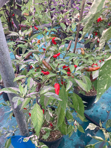 Pickles Blood (Grifter) (Pepper Seeds)