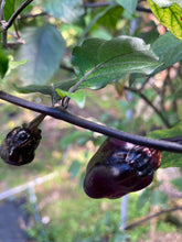 Load image into Gallery viewer, PurpleGum Black Cream (Pepper Seeds)