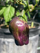 Load image into Gallery viewer, Tiger Anaheim (Pepper Seeds)