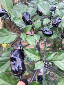 PurpleGum Black Cream (Pepper Seeds)