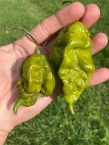 Lime Ghost Scorpion T-E (Limited)(Pepper Seeds)