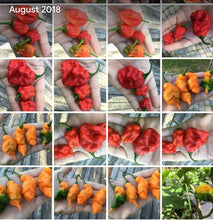 Load image into Gallery viewer, “Repossession” (BOC Reaper OG1)(Pepper Seeds)
