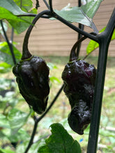 Load image into Gallery viewer, Black Hole Horizon (Pepper Seeds) (Limited)