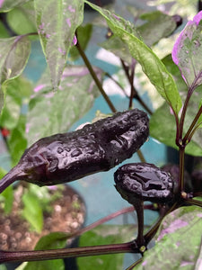 Bryan’s Klingon Blood (Pepper Seeds)