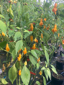 Soul Squeeze (Pepper Seeds)