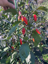 Load image into Gallery viewer, Chupacabra (T-E) (Pepper Seeds)