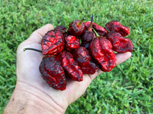 Load image into Gallery viewer, Black MedullaGum (Pepper Seeds)