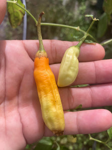 Conquistador (Inca Berry XL) (Pepper Seeds)