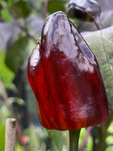 Load image into Gallery viewer, Bryan’s Blood (Darkside Mix) (Pepper Seeds)