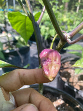 Load image into Gallery viewer, Purple Uprising White (Pepper Seeds)
