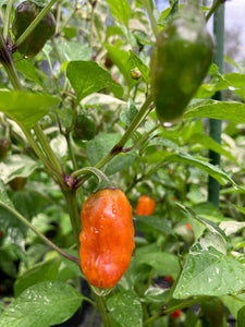 Thunder Nugs (Pepper Seeds)