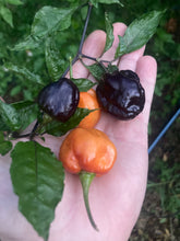 Load image into Gallery viewer, Purple Uprising Orange (Pepper Seeds)