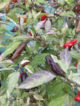 Load image into Gallery viewer, Pickles Blood (Grifter) (Pepper Seeds)