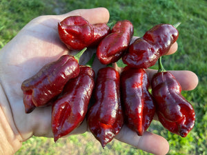 Maroon Voltron (T-E)(Pepper Seeds)