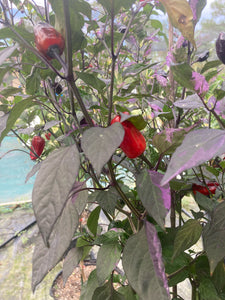 Bryan’s Vulcan Blood (Pepper Seeds)