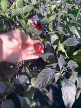 Load image into Gallery viewer, Chuparita (Mix)(T-E) (Pepper Seeds)