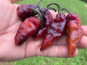 Pandora’s Box Pimenta Jolokia/PJ Mix (Pepper Seeds)