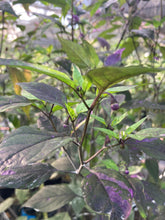 Load image into Gallery viewer, Red Trixster XD (Pepper Seeds)