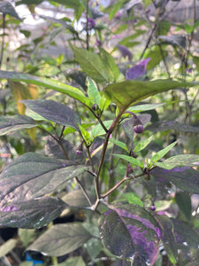 Red Trixster XD (Pepper Seeds)