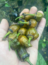 Load image into Gallery viewer, MonsterGum Leopard (Mustard)(Pepper Seeds)