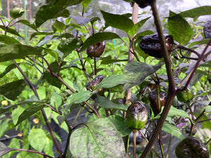 Bryan’s Vulcan Blood (Pepper Seeds)