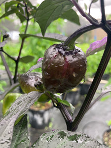 Bryan’s Emperor Blood (Pepper Seeds)