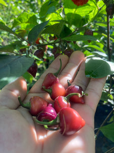 Chuparita (Mix)(T-E) (Pepper Seeds)