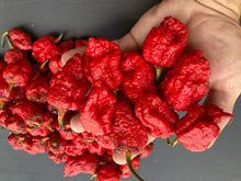Load image into Gallery viewer, MedullaGum (Pepper Seeds)