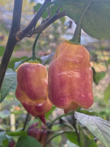 Pink Voltron (T-E)(Pepper Seeds)